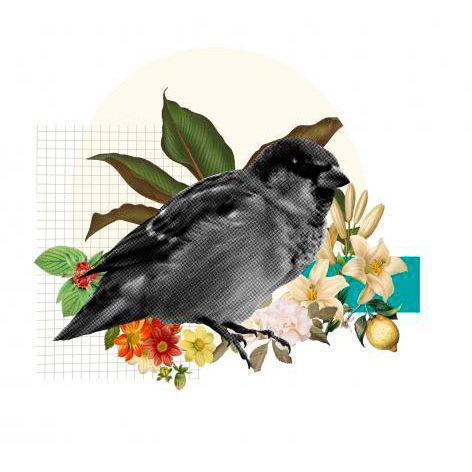 Pajarito - CFB